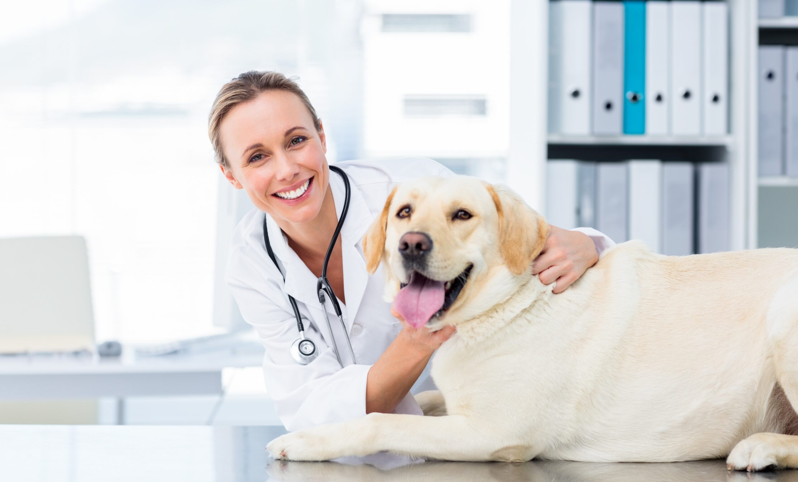 Veterinär veterinärer dig och din hund Nytt.com